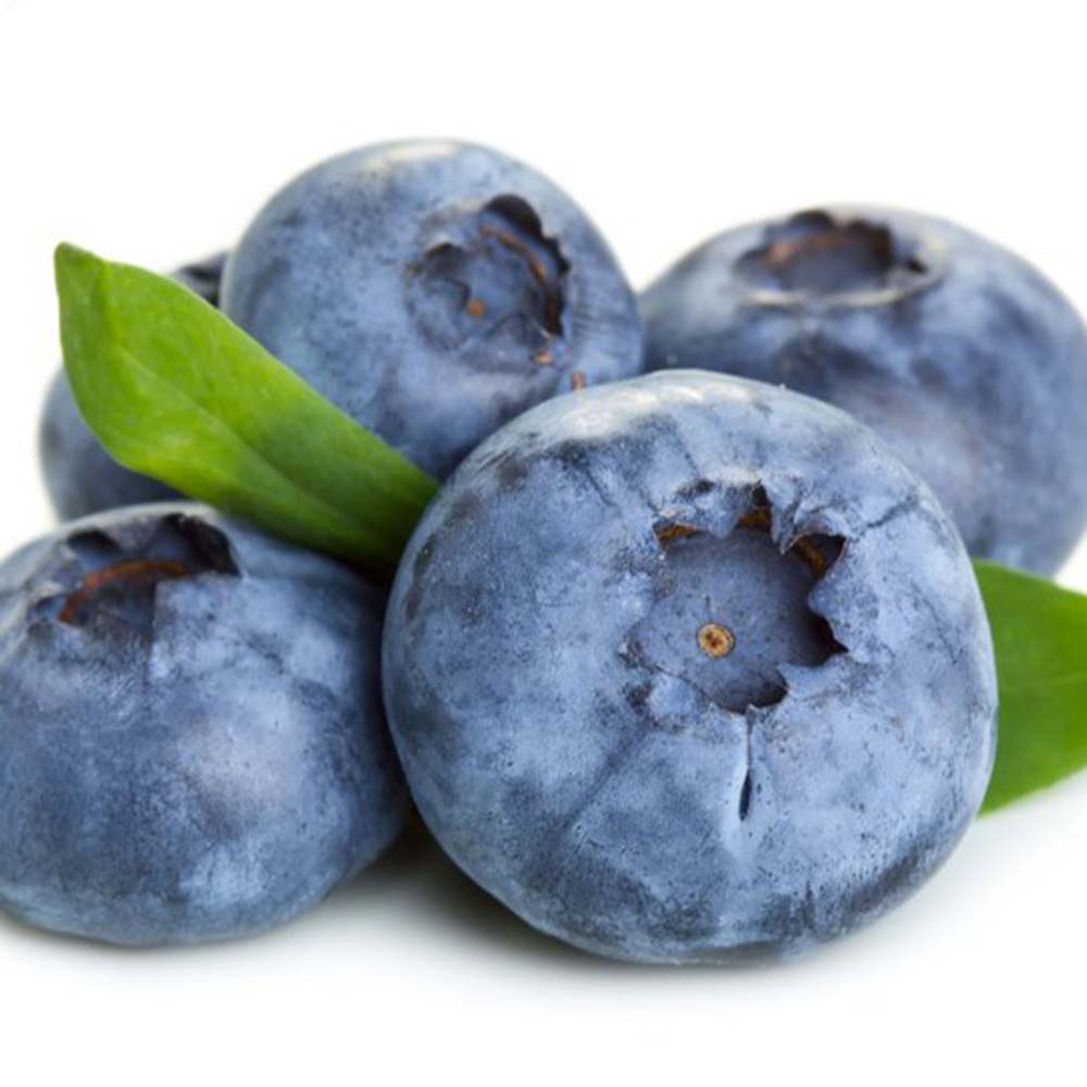 Afin Productiv Blue Dessert (Vaccinium corymbosum), fructe dulci mari productie mare rezistent, an 1 pe rod
