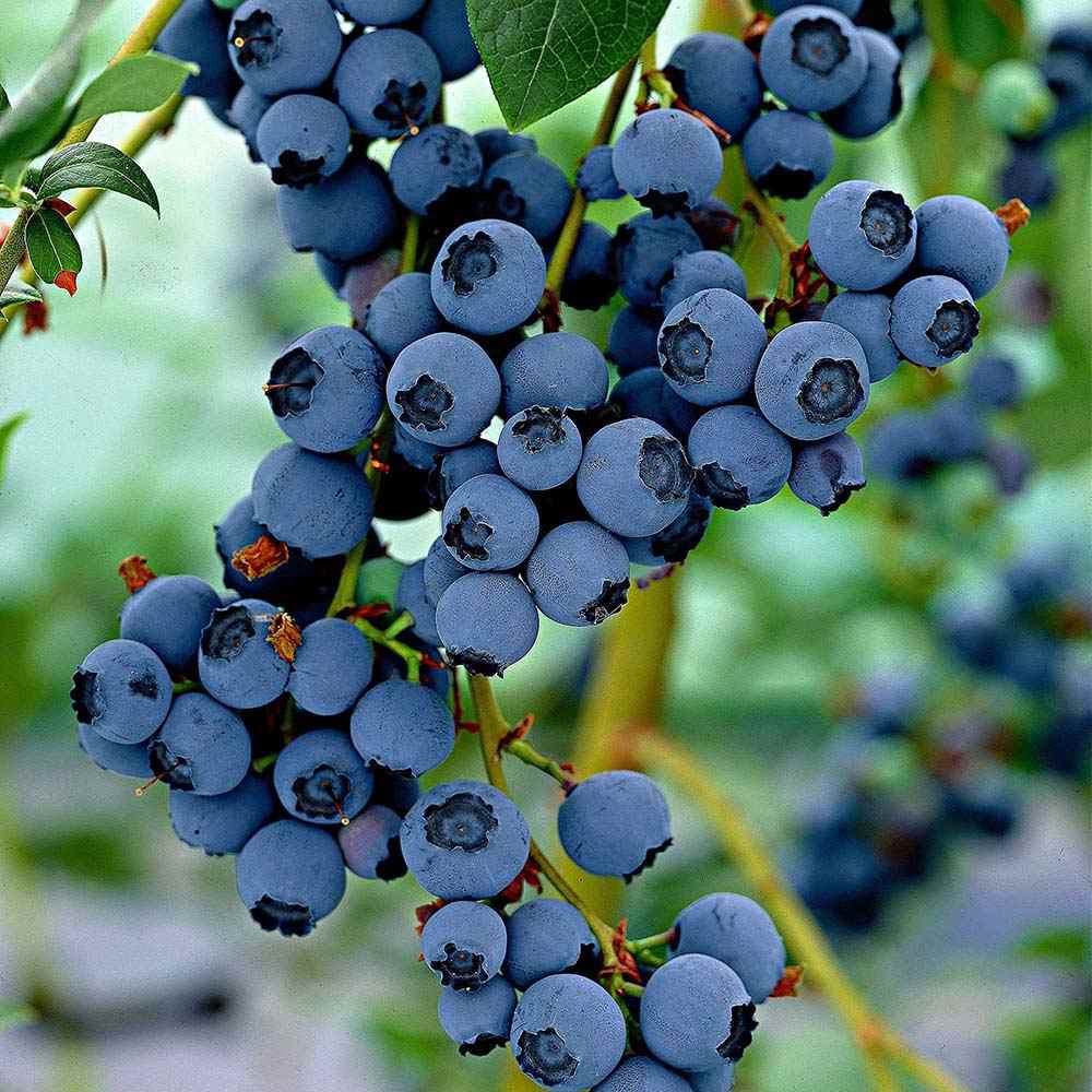 Afin Productiv Blue Dessert (Vaccinium corymbosum), fructe dulci mari productie mare rezistent, an 1 pe rod