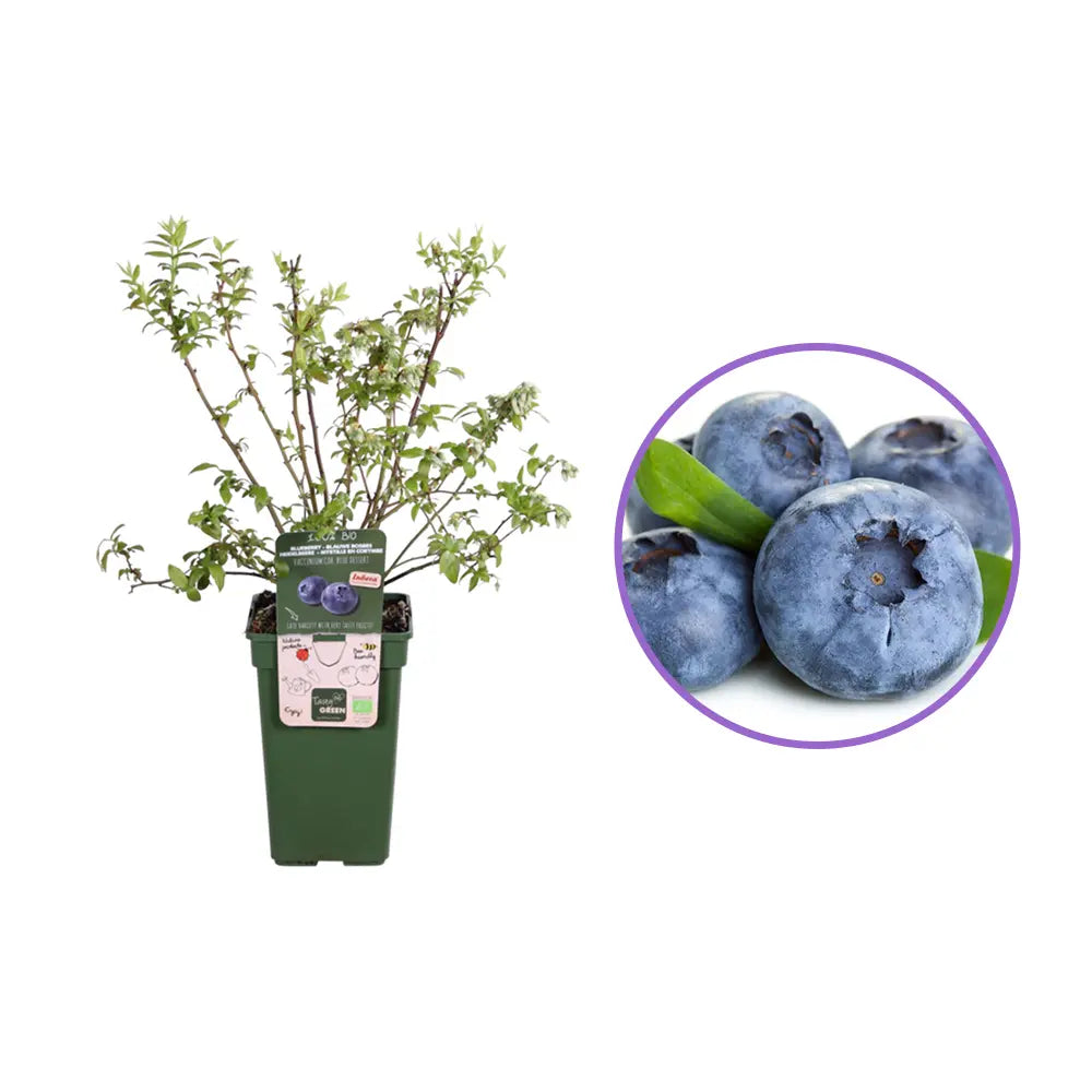 Afin Productiv Blue Dessert (Vaccinium corymbosum), fructe dulci mari productie mare rezistent, an 1 pe rod