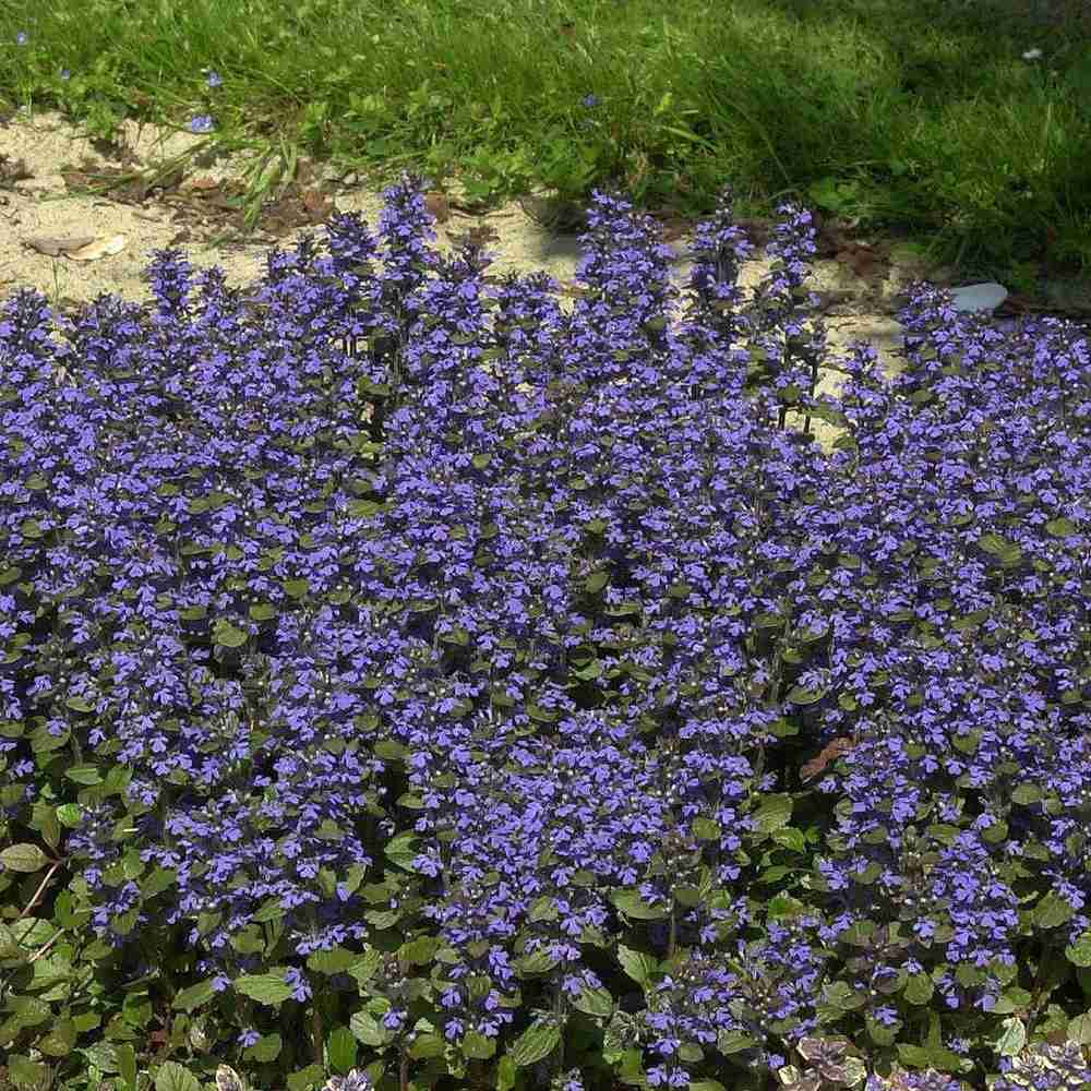 Vinetica Burgundy Glow (Ajuga reptans), cu flori albastre