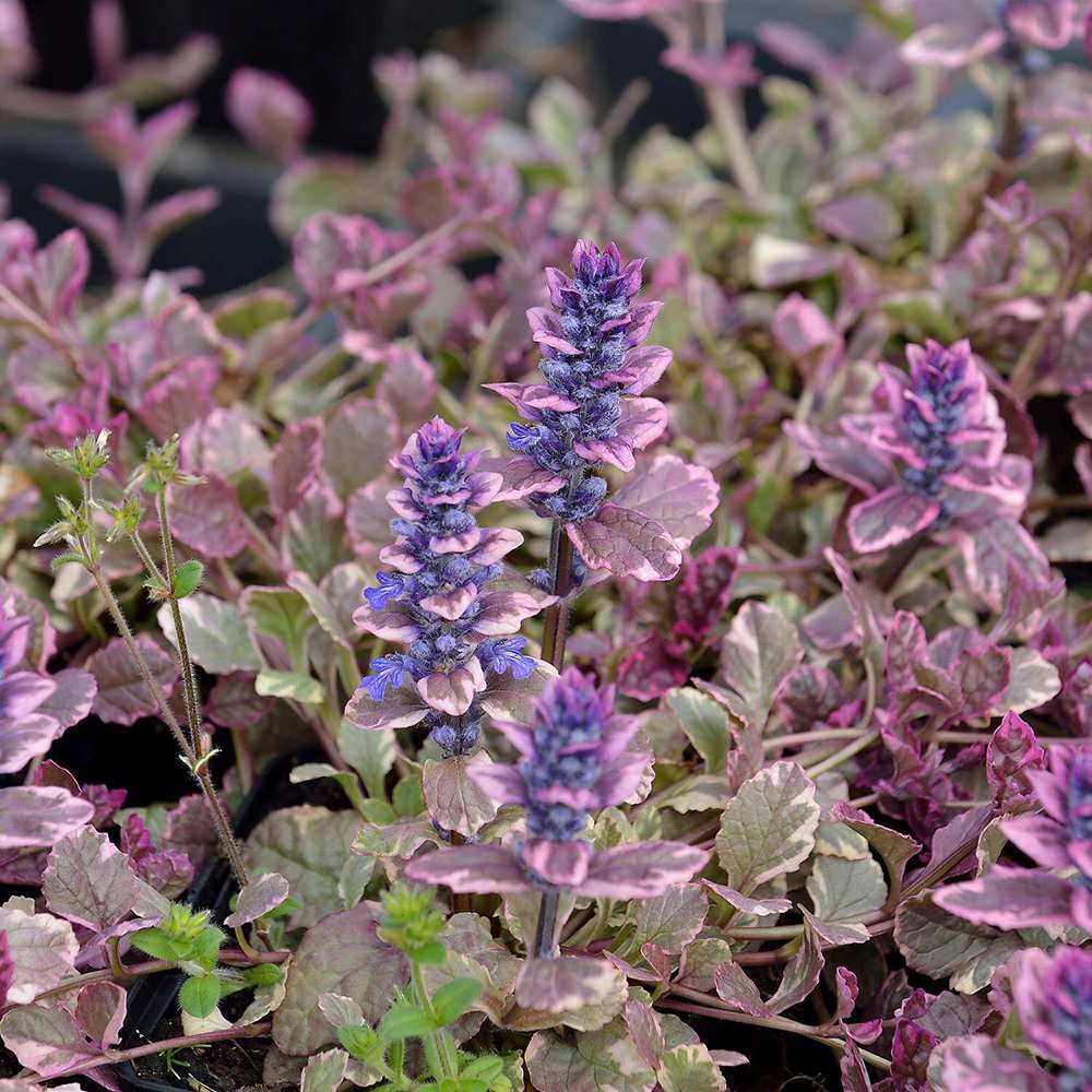 Vinetica Burgundy Glow (Ajuga reptans), cu flori albastre