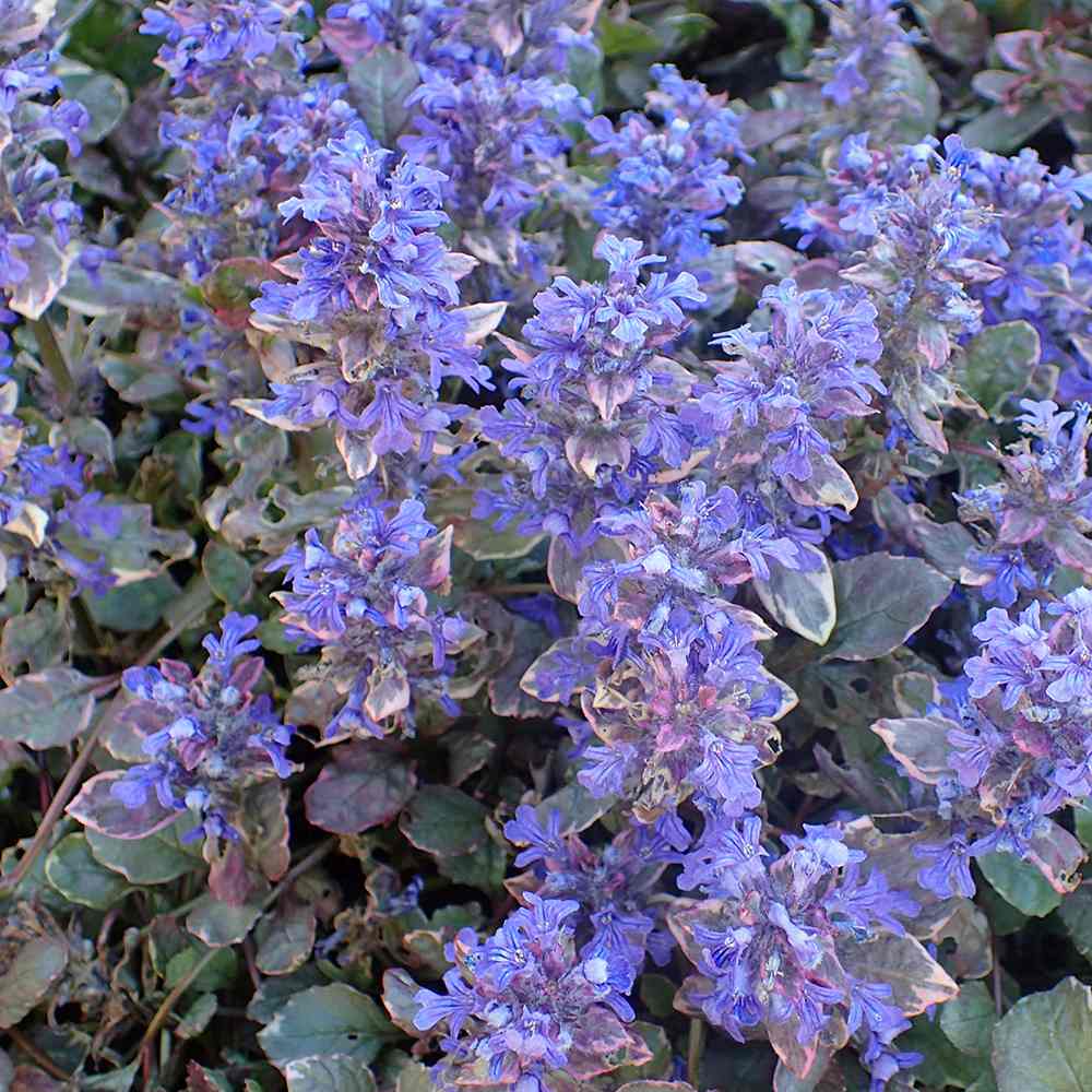 Vinetica Burgundy Glow (Ajuga reptans), cu flori albastre