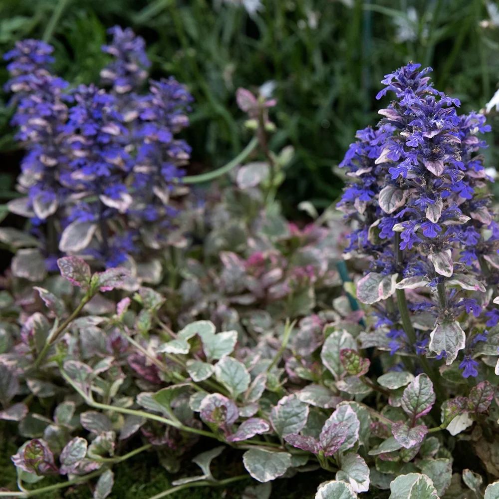 Vinetica Burgundy Glow (Ajuga reptans), cu flori albastre