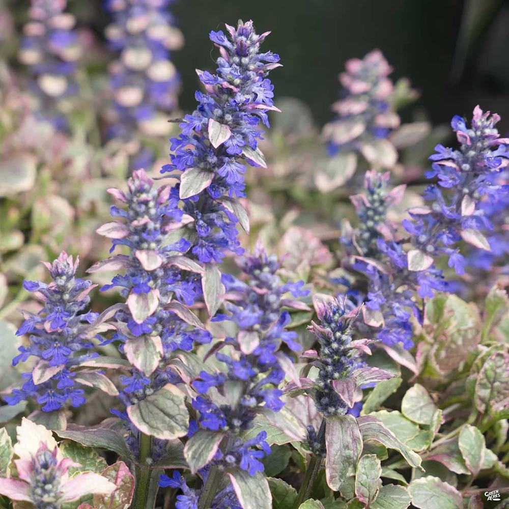 Vinetica Burgundy Glow (Ajuga reptans), cu flori albastre