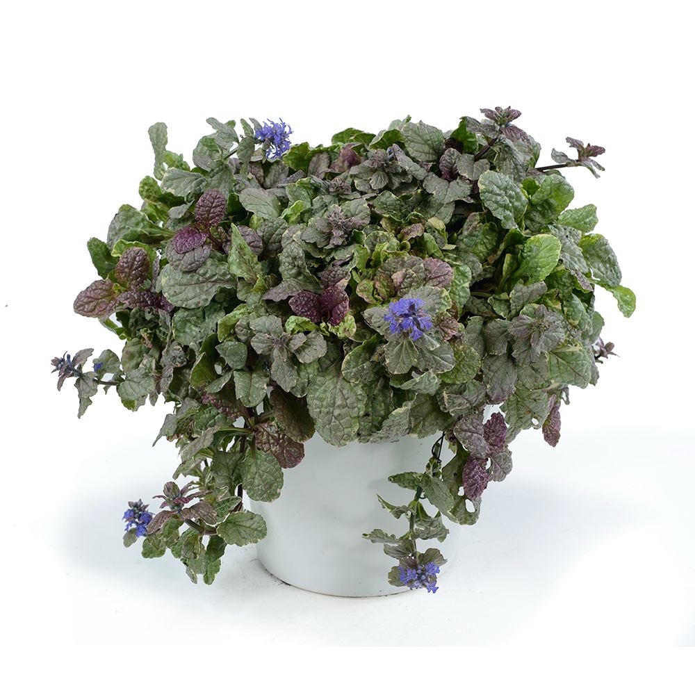 Vinetica Burgundy Glow (Ajuga reptans), cu flori albastre