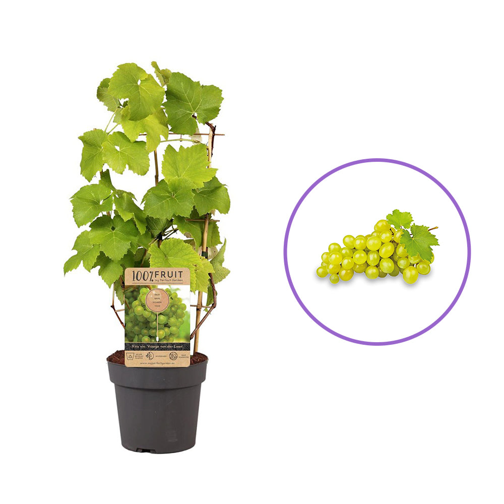 Vita de vie Vroege Van der Laan, struguri galbeni, timpurii, de masa, rezistenta frig