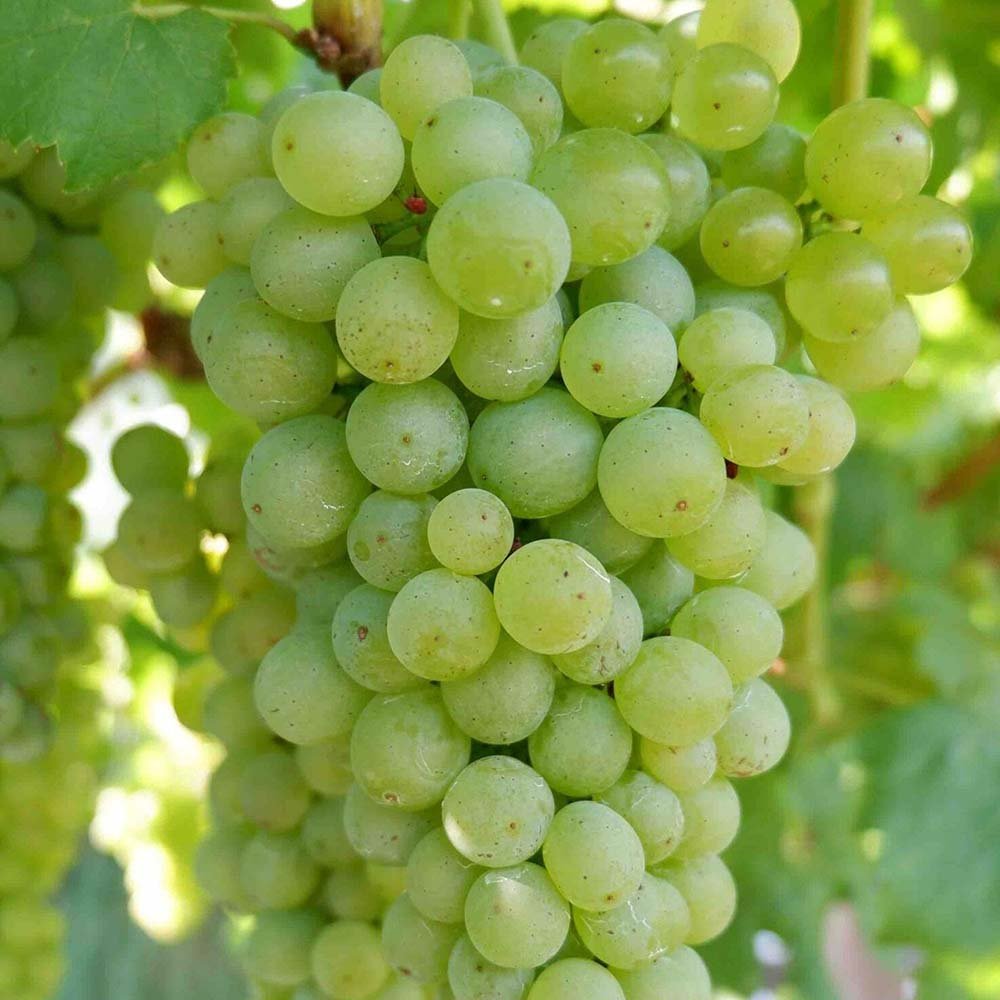 Vita de Vie (Vitis vinifera) Muller-Thurgau, cu struguri galben-verzui, vin aromat, an 1 pe rod