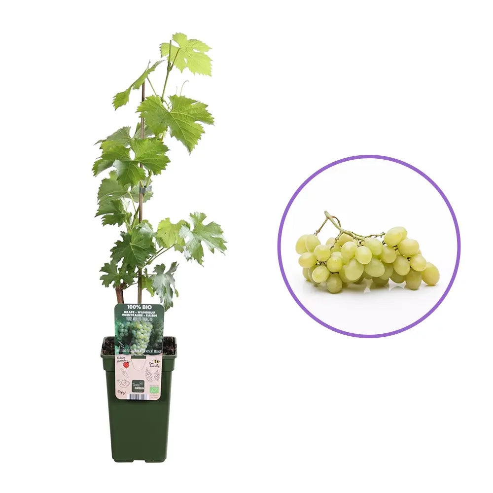 Vita de Vie (Vitis vinifera) Muller-Thurgau, cu struguri galben-verzui, vin aromat, an 1 pe rod