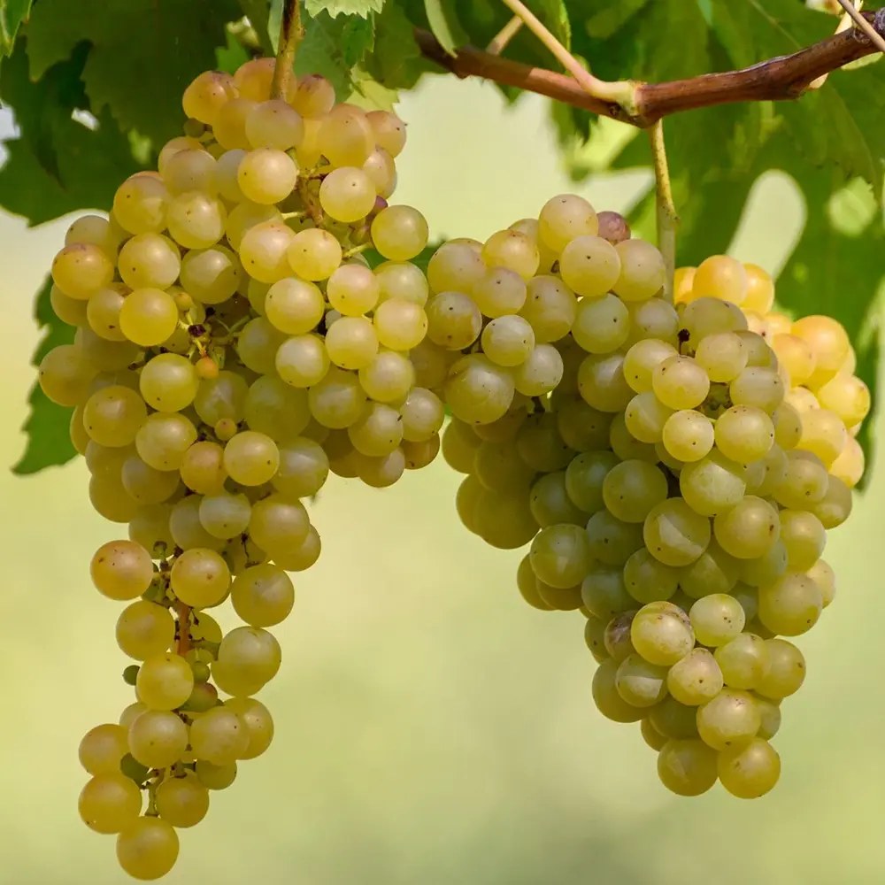 Vita de Vie (Vitis vinifera) Riesling, cu struguri galben-aurii, pentru vin aromat, an 1 pe rod