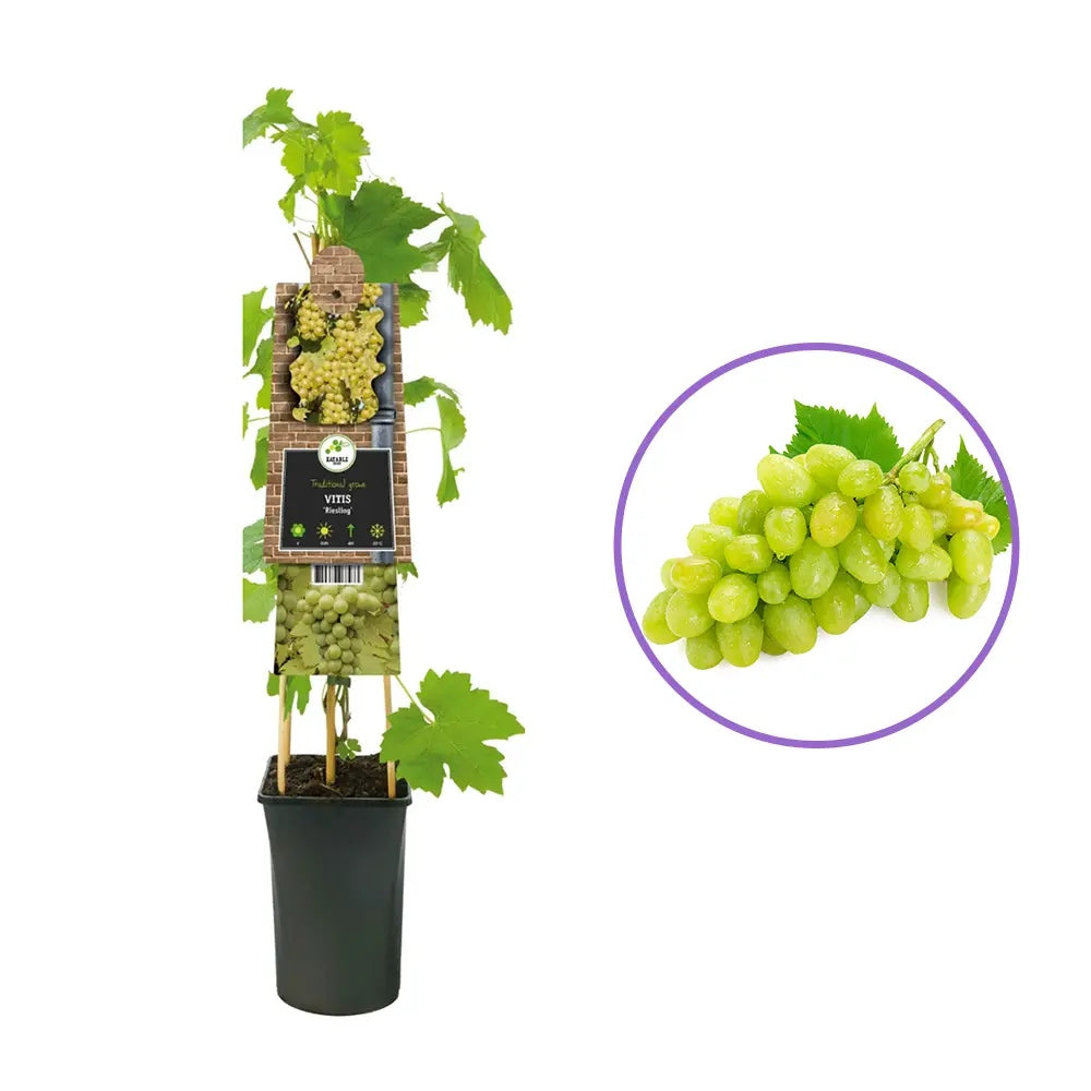 Vita de Vie (Vitis vinifera) Riesling, cu struguri galben-aurii, pentru vin aromat, an 1 pe rod