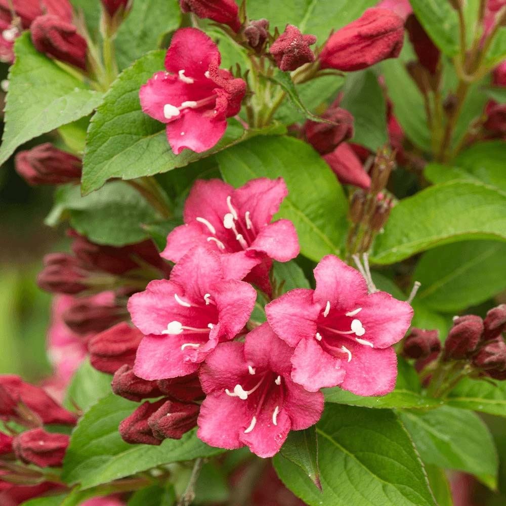 Weigela florida 'Foliis Purpureis', cu flori roz