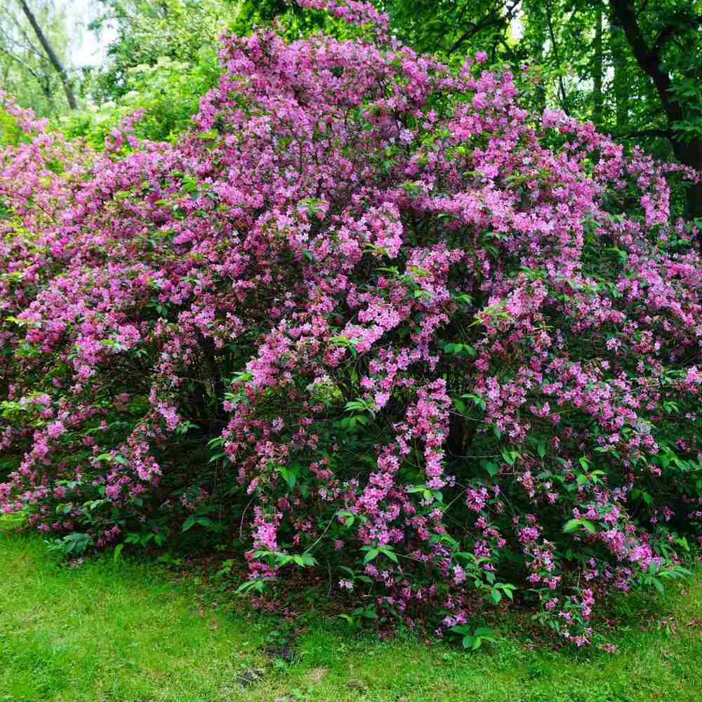 Weigela roz Minuet Verdena VERDENA