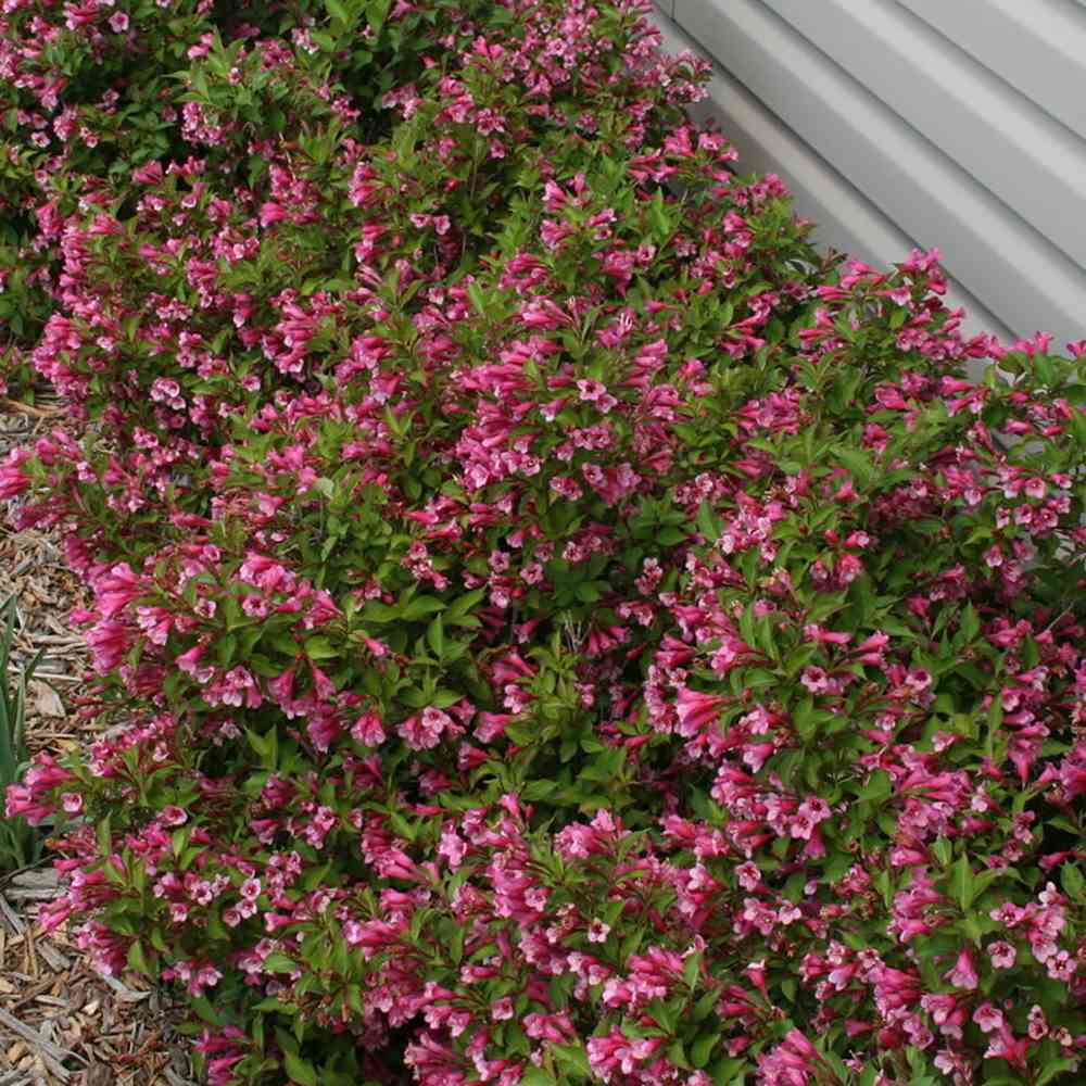 Weigela Minuet, cu flori roz si mijloc galben