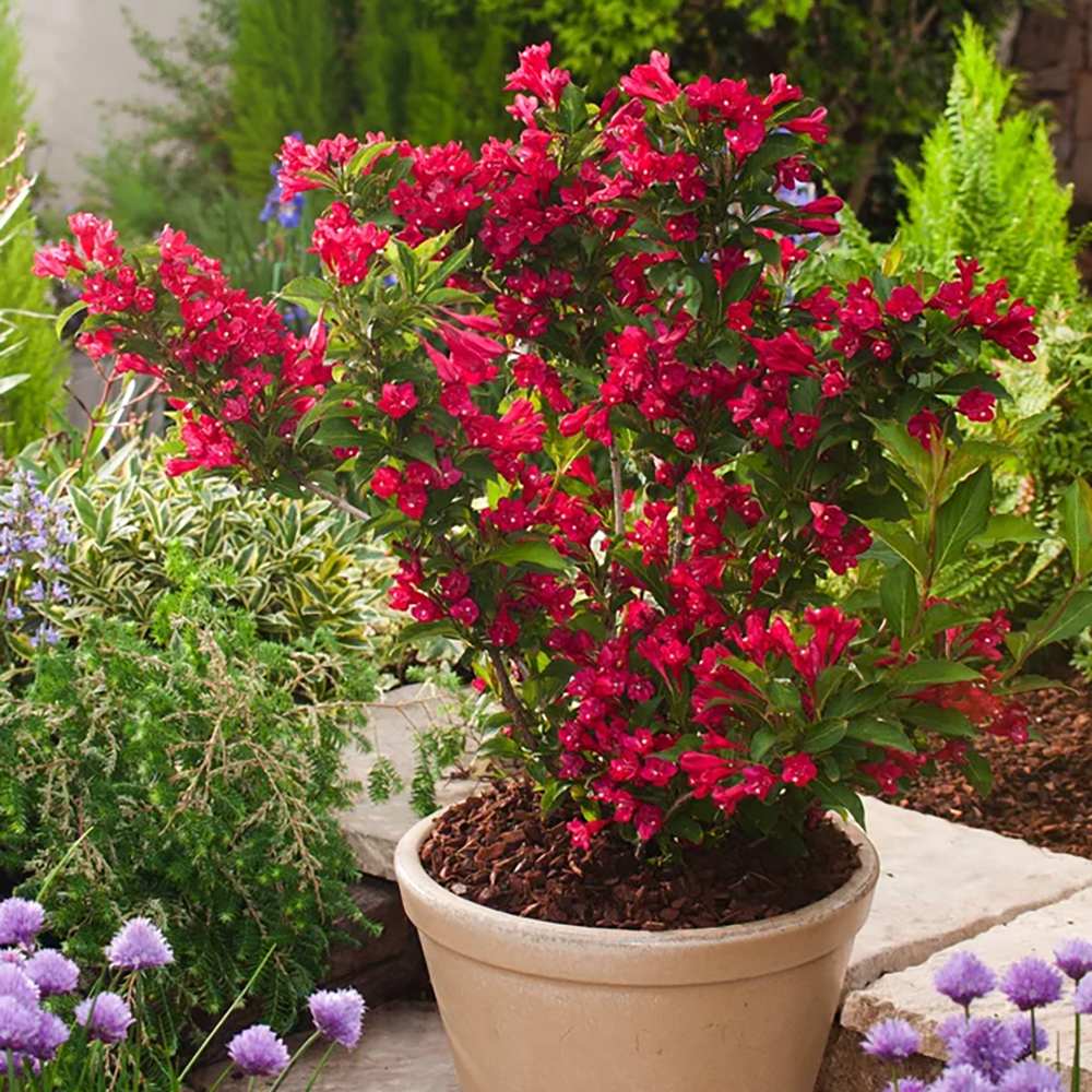 Weigela Red Prince, cu flori rosii
