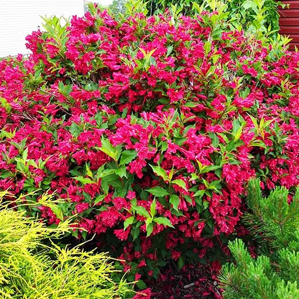 Weigela Red Prince, cu flori rosii