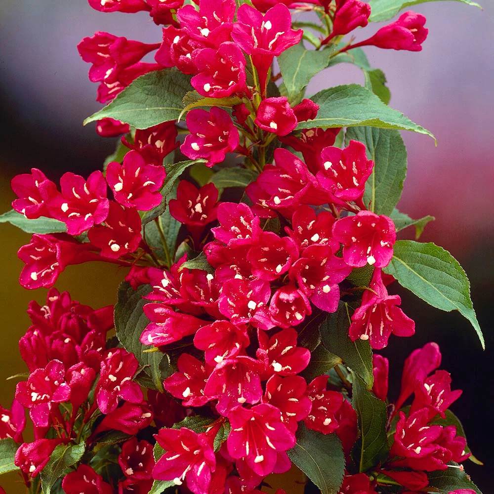 Weigela Red Prince, cu flori rosii