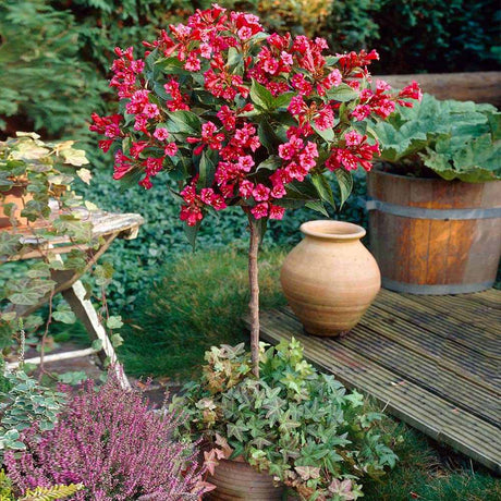 Weigela Red Prince, cu flori rosii - Tip Copac - VERDENA-Tulpina de 90 cm inaltime, livrat in ghiveci de 10 l