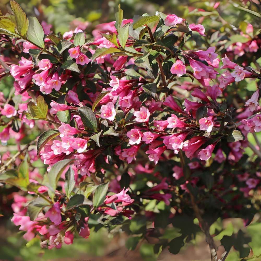 Weigela Purpurea, arbust decorativ cu frunze purpurii si flori roz, rezistenta la frig, crestere moderata