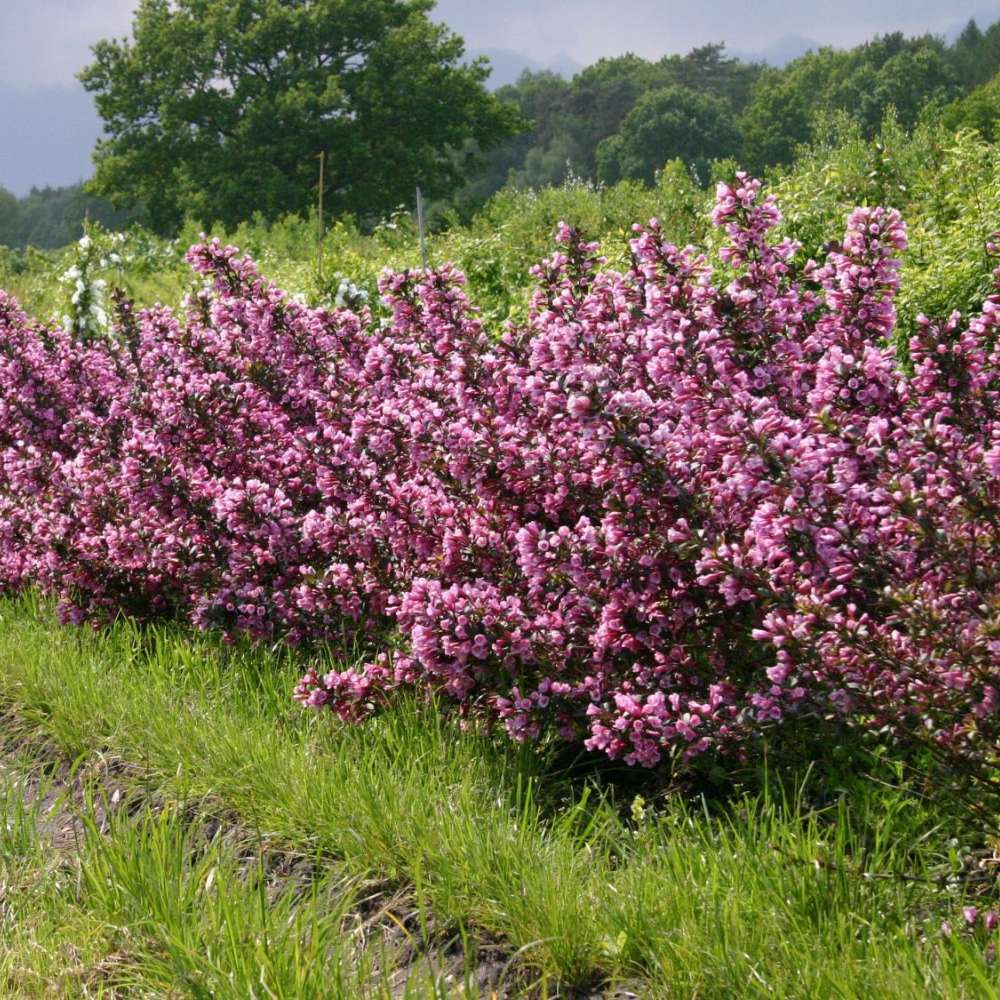 Weigela Purpurea, arbust decorativ cu frunze purpurii si flori roz, rezistenta la frig, crestere moderata