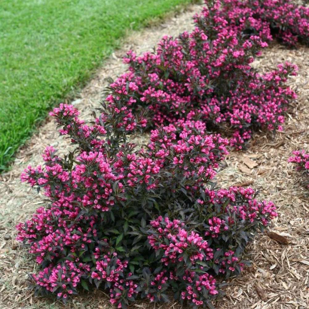 Weigela Purpurea, arbust decorativ cu frunze purpurii si flori roz, rezistenta la frig, crestere moderata