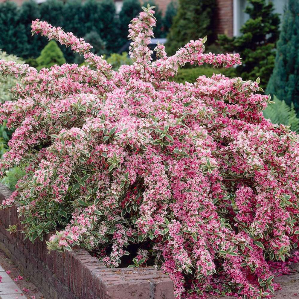 Weigela Florida Variegata, arbust decorativ cu frunze pestrite si flori roz, ramuri arcuite curgatoare