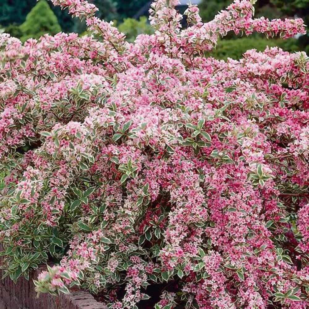 Weigela Florida Variegata, arbust decorativ cu frunze pestrite si flori roz, ramuri arcuite curgatoare