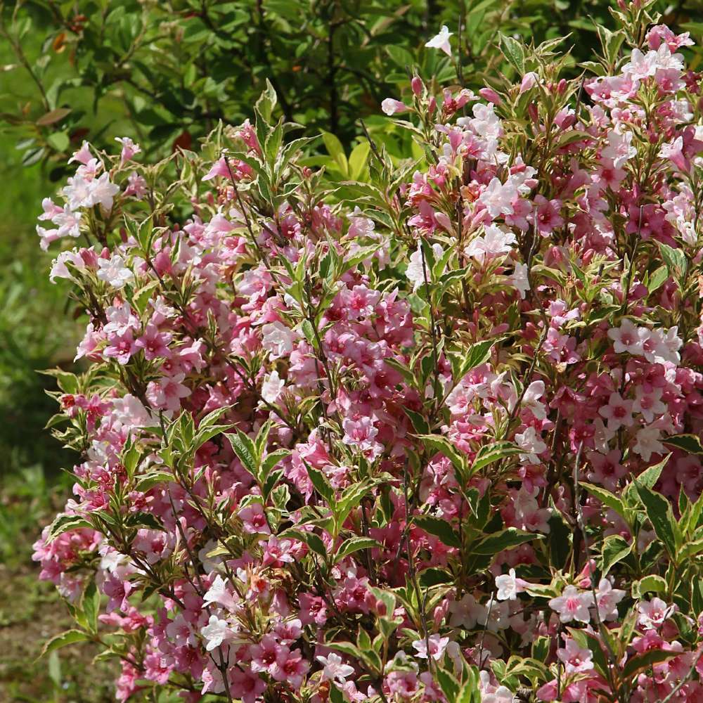 Weigela Florida Variegata, arbust decorativ cu frunze pestrite si flori roz, ramuri arcuite curgatoare