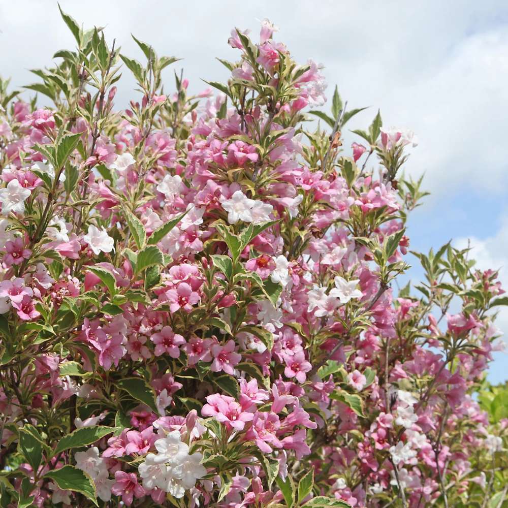 Weigela Florida Variegata, arbust decorativ cu frunze pestrite si flori roz, ramuri arcuite curgatoare