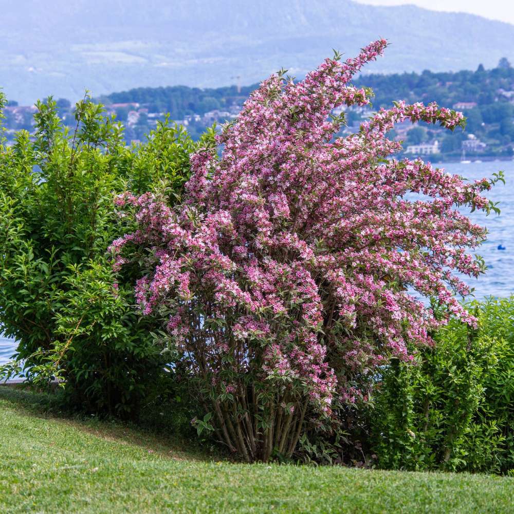 Weigela Florida Variegata, arbust decorativ cu frunze pestrite si flori roz, ramuri arcuite curgatoare