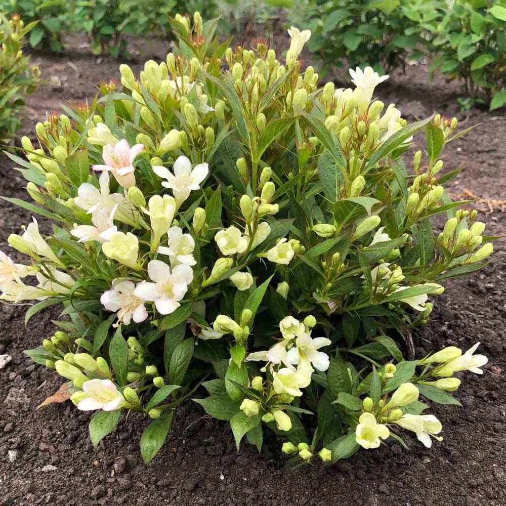 Weigela Pitica Picobella Bianco, arbust compact cu flori albe, inflorire abundenta toata vara