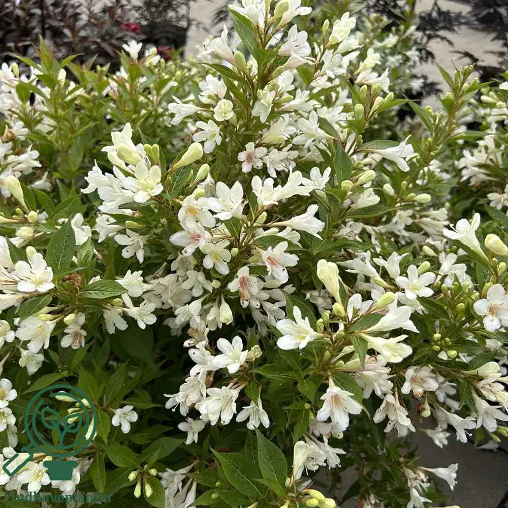 Weigela Pitica Picobella Bianco, arbust compact cu flori albe, inflorire abundenta toata vara