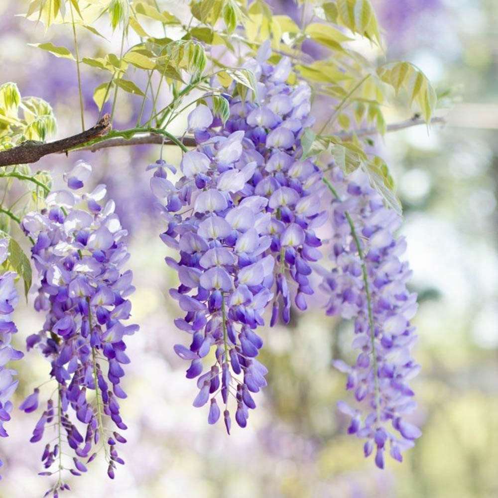 Glicina (Wisteria) cataratoare Domino, flori albastre -mov parfumate, planta cataratoare ornamentala viguroasa, rezistenta iarna