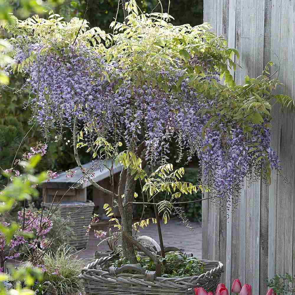 Glicina (Wisteria) cataratoare Domino, flori albastre -mov parfumate, planta cataratoare ornamentala viguroasa, rezistenta iarna