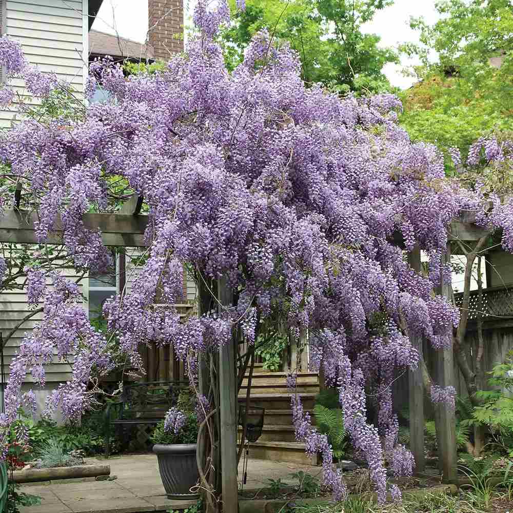 Glicina (Wisteria) cataratoare Blue Moon, flori albastre parfumate, inflorire de trei ori, rezistenta iarna, crestere rapida