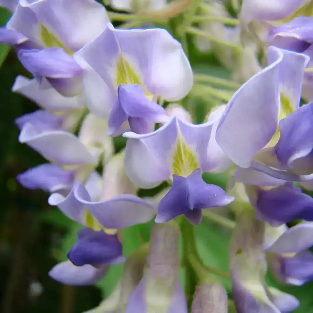Glicina (Wisteria) cataratoare Blue Moon, flori albastre parfumate, inflorire de trei ori, rezistenta iarna, crestere rapida