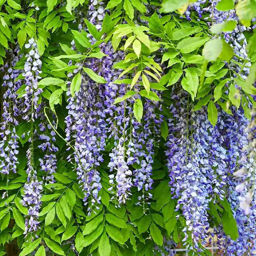 Glicina (Wisteria) cataratoare Blue Moon, flori albastre parfumate, inflorire de trei ori, rezistenta iarna, crestere rapida