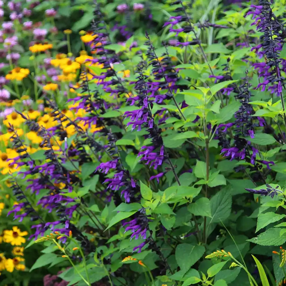 Glicina (Wisteria) cataratoare Blue Moon, flori albastre parfumate, inflorire de trei ori, rezistenta iarna, crestere rapida