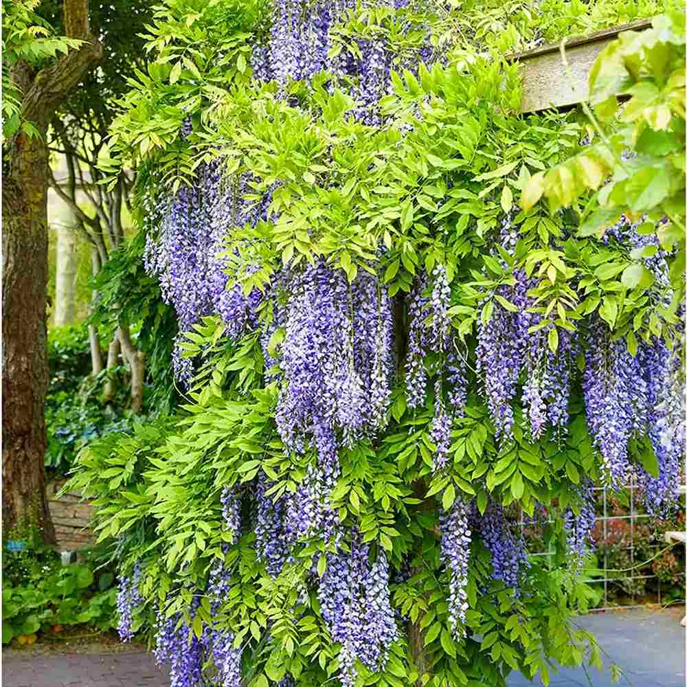 Glicina (Wisteria) cataratoare Blue Moon, flori albastre parfumate, inflorire de trei ori, rezistenta iarna, crestere rapida