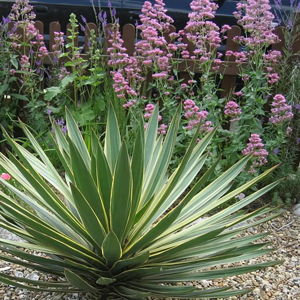 Yucca Gloriosa Variegata, crezistenta, frunze bicolore, flori albe spectaculoase, planta mediteraneana pentru soare, vesnic verde, frunze verzi si marginii aurii, rezistenta la ger