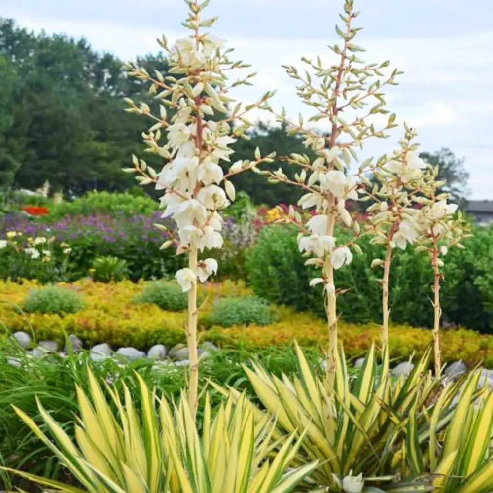 Yucca Variegata Color Guard, cu frunze galben-verde, rezistenta la seceta si la ger, ideala pentru rocarii si borduri