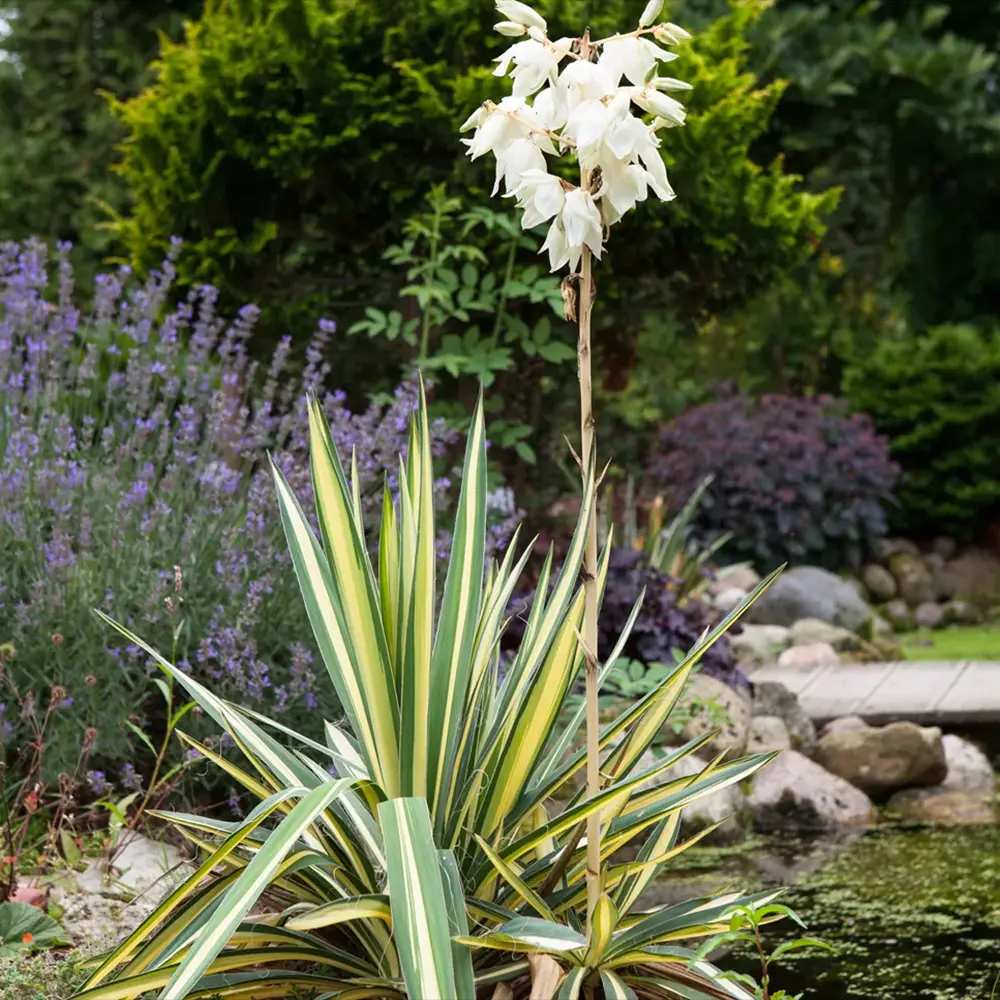 Yucca Variegata Color Guard, cu frunze galben-verde, rezistenta la seceta si la ger, ideala pentru rocarii si borduri