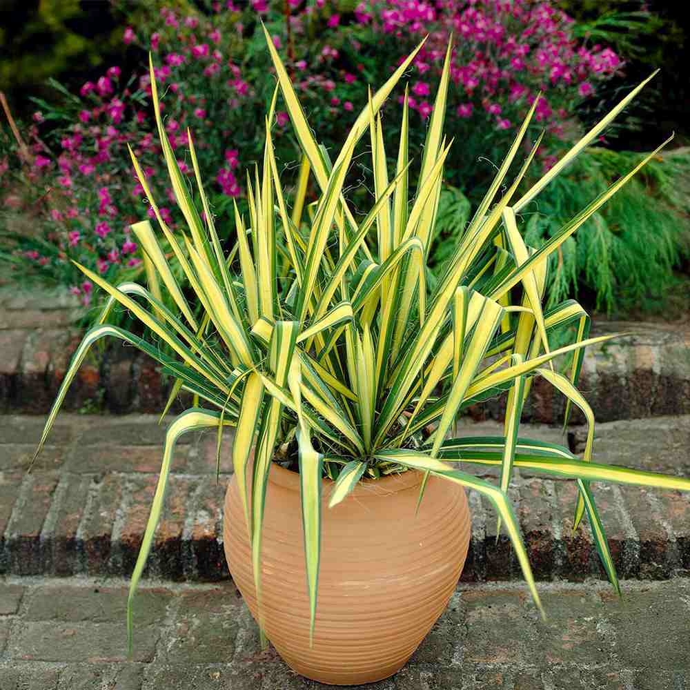 Yucca Variegata Color Guard, cu frunze galben-verde, rezistenta la seceta si la ger, ideala pentru rocarii si borduri