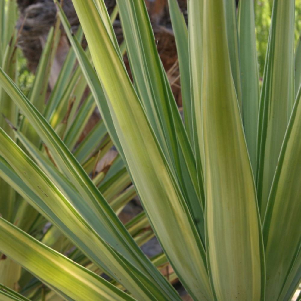 Yucca variegata Jewel, de interior, frunze galben verde, planta exotica pentru living, crestere moderata, intretinere usoara