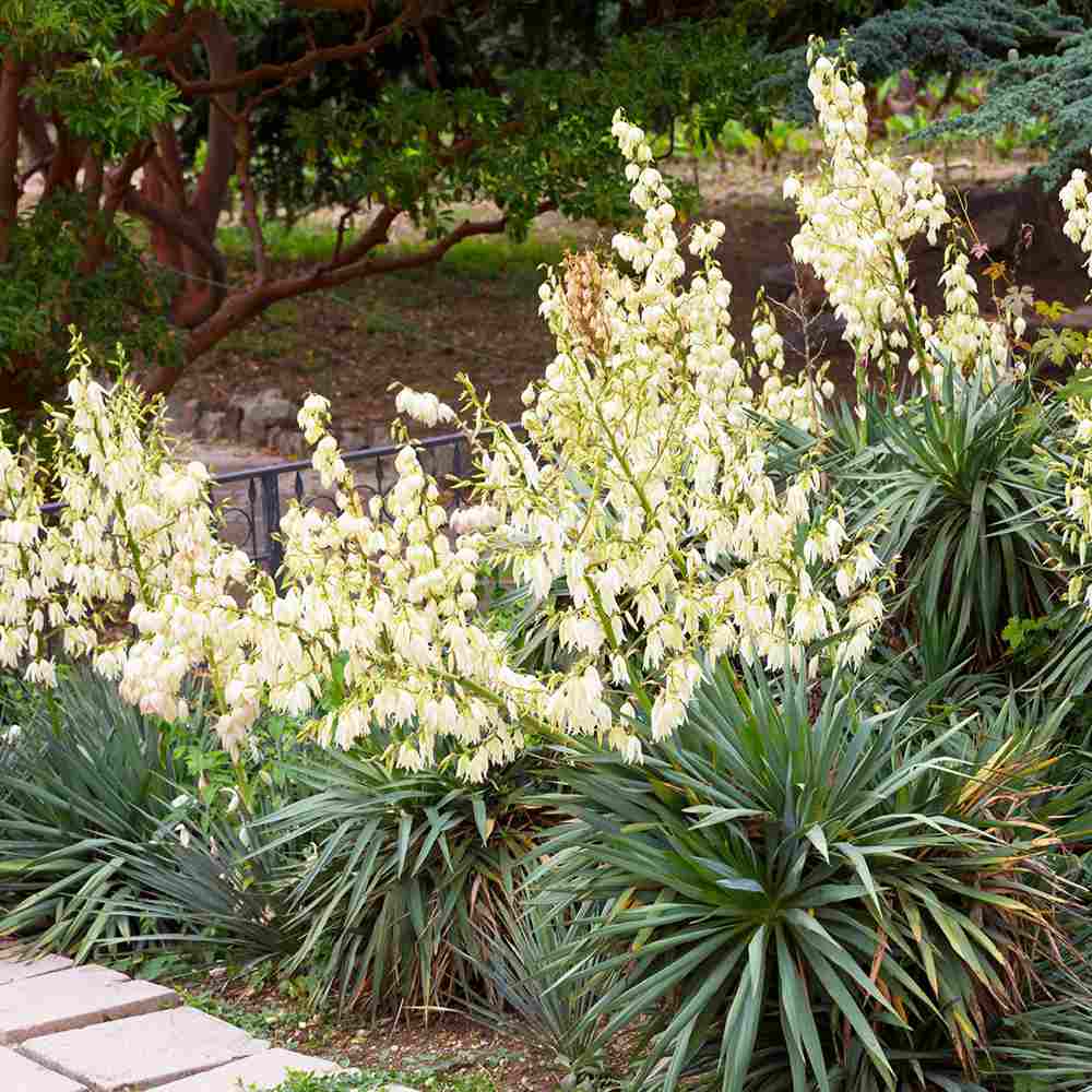 Yucca Filamentosa, gradina rezistenta, frunze verzi cu filamente, flori albe parfumate, ideala pentru rocarii si zone insorite