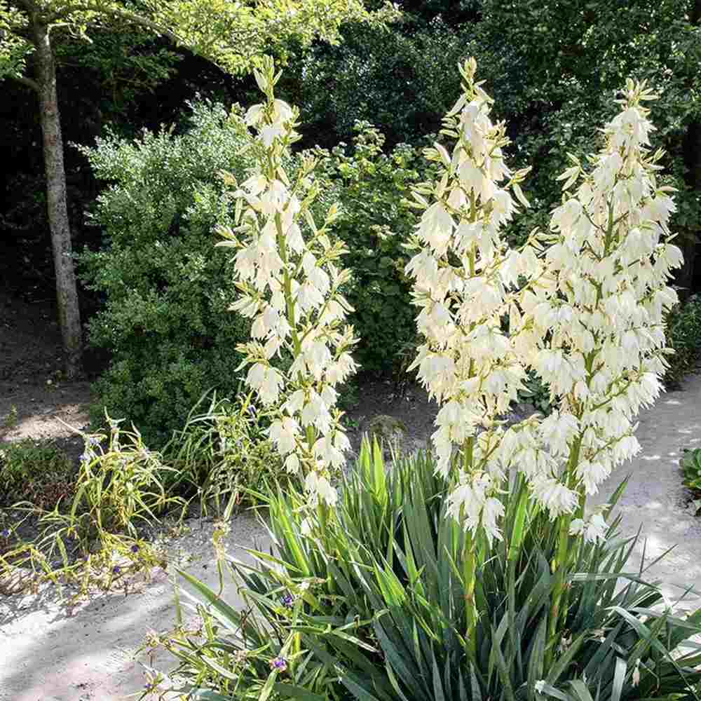 Yucca Filamentosa, gradina rezistenta, frunze verzi cu filamente, flori albe parfumate, ideala pentru rocarii si zone insorite