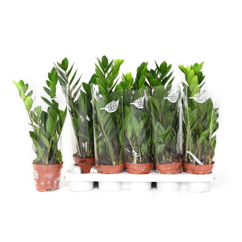 Planta Norocului (Zamioculcas Zamiifolia), 40-50 cm, 2 plante/ghiveci planta de apartament cu frunze suculente, rezistent umbra, rezistenta, udare rara