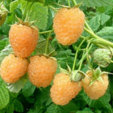 Zmeur Golden Everest (Rubus Idaeus), cu fructe dulci galbene - VERDENA-30-40 cm inaltime, livrat in ghiveci de 2 l