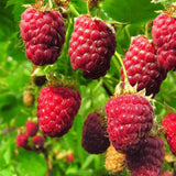 Zmeur Rosu Malling Promise (Rubis Idaeus), cu fructe dulci-acrisoare rosii - VERDENA-30-40 cm inaltime, livrat in ghiveci de 2 l