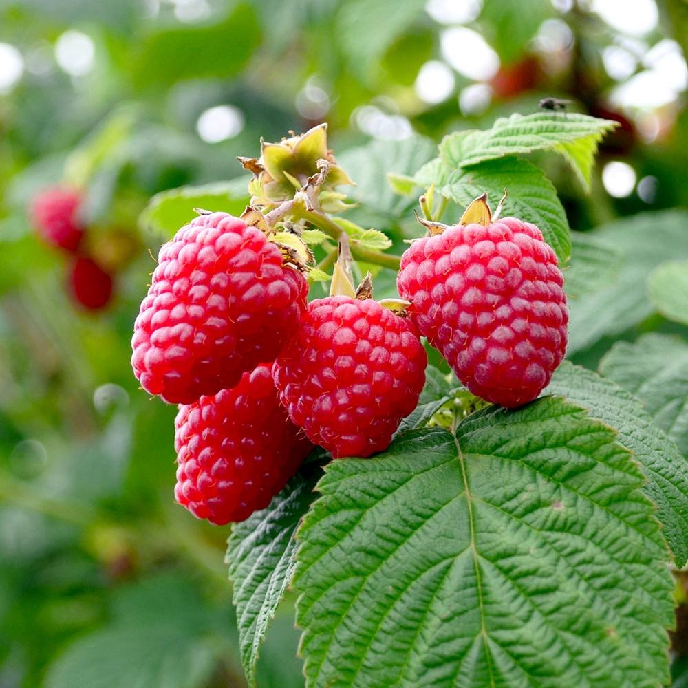 Zmeur Rosu Meeker (Rubuis Idaeus), cu fructe dulci rosii