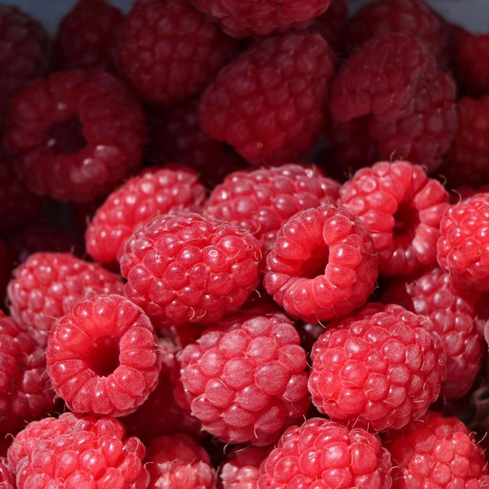 Zmeur Rosu Meeker (Rubuis Idaeus), cu fructe dulci rosii
